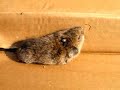 Ticks Like Voles