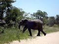 Momentos Radicais, Elefantes South Africa