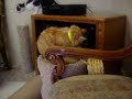 Cat Room Tango