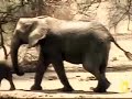 Baby elephants ignoring mom