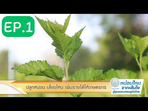 กรมหม่อนไหม มุกดาหาร EP1 ปลูกหม่อน เลี้ยงไหม เพิ่มรายได้ให้เกษตรกร