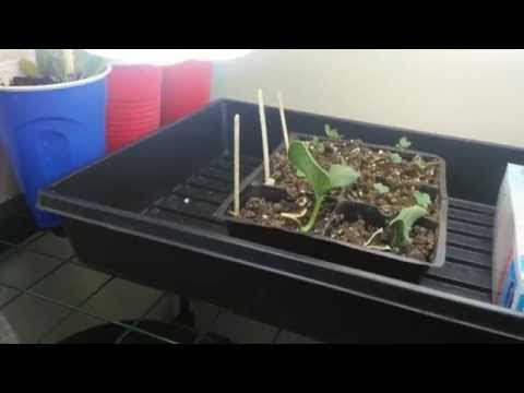 how to grow qld blue pumpkin