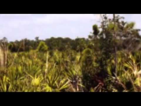 Sägepalme, Serenoa repens (Heilpflanzenportrait)