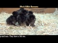 Video: Black Silkie Bantam Baby Chicks