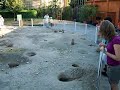 Cani della prateria allo zoo di Budapest