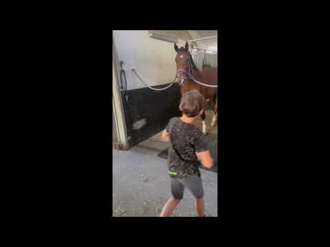 child friendly horse