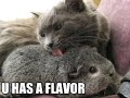 lolcats - FLAVOR lolcats - FLAVOR