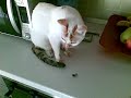 Gattina curiosa Gattina curiosa