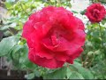 just flowers.listen to the soundtrack.it's just human voice, no instrument at all,ven the bells sound..