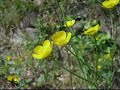 just flowers.listen to the soundtrack.it's just human voice, no instrument at all,ven the bells sound..