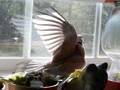 My Ringneck Doves