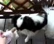 Japanese Chin video