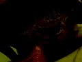 Favina gatto prodigio - video divertenti - crazy funny cat