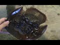 Horseshoe crab eating Horseshoe crab eating