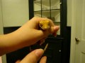 Crested Gecko - Gaping