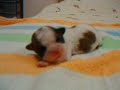 puppy baby dog avi61026038