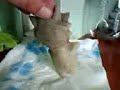 nekochan argilla.3gp nekochan argilla.3gp