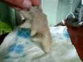 nekochan argilla.3gp