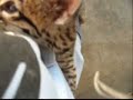 Shelley and ocelot kitten