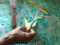 Weaving a bird ketupat 3