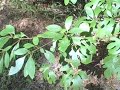 EatTheWeeds: Episode 44: The Sassafras EatTheWeeds: Episode 44: The Sassafras