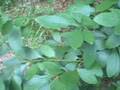 EatTheWeeds: Episode 44: The Sassafras