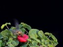 Hummingbird