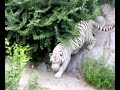 Bengal Tiger