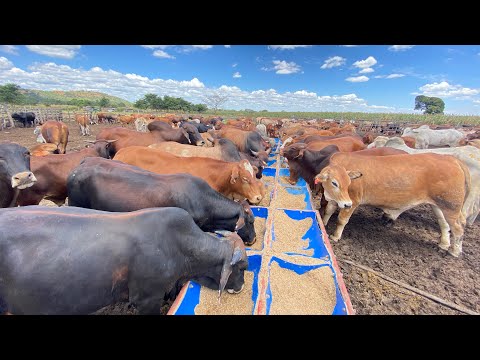 Livestock