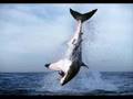 World Record HUGE Sharks