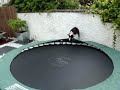 Tilly, 8 month old Boston Terrier bouncing on trampoline