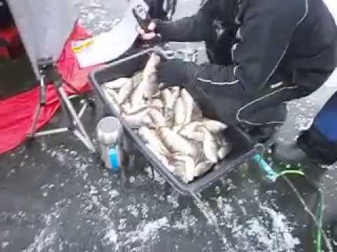 окунь в куршском заливе видео окунь в куршском заливе видео
