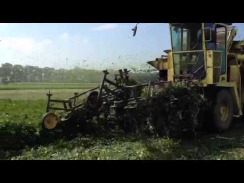 how to harvest celery seeds