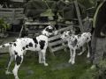 Deutsche Doggen/ Great Dane