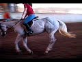 aqha mare, 11 years old 15.0 hands, for sale in omaha nebraska. great english 4h horse or childs hunter. is great on the flatt, is jumping small jumps and loves it.is on equine.com and dreamhorse.com