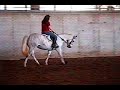 aqha mare, 11 years old 15.0 hands, for sale in omaha nebraska. great english 4h horse or childs hunter. is great on the flatt, is jumping small jumps and loves it.is on equine.com and dreamhorse.com