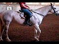 aqha mare, 11 years old 15.0 hands, for sale in omaha nebraska. great english 4h horse or childs hunter. is great on the flatt, is jumping small jumps and loves it.is on equine.com and dreamhorse.com