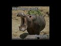 lolcats-sweetest-funniest-compilation-new.html