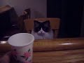 Ragdoll cat sitting at bar