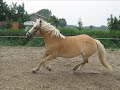 Wendy, my super sweet Haflinger! Wendy, my super sweet Haflinger!