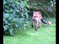 Wild foxes in Leatherhead, UK.