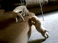 Adorable Puppy and Kitten wrestling
