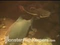 50,000 Gallon Tank Video Series #1 - 6/6 Monsterfishkeepers