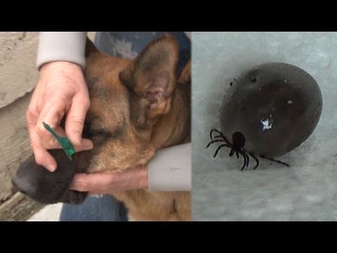 how to get a tick off of a dog