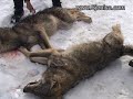 Meho Ugljanin - Lovac Na Vukove - Www.sjenica.com