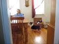 Pembroke Welsh Corgi Howling