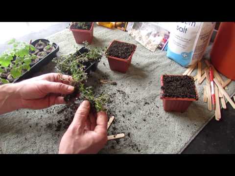 how to transplant chamomile