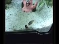 Dwarf puffers hunting snails Dwarf puffers hunting snails