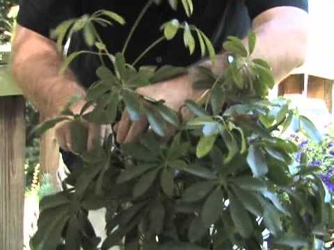 how to care for dwarf umbrella tree