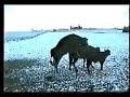 cow bloopers